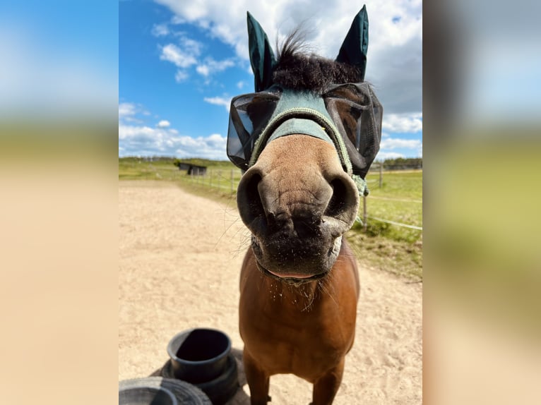 Weitere Warmblüter Mix Wallach 12 Jahre 158 cm Brauner in Theisseil