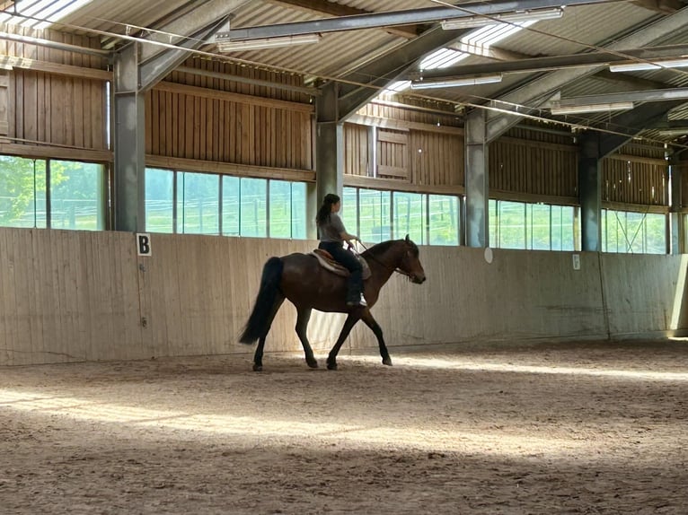 Weitere Warmblüter Mix Wallach 12 Jahre 158 cm Brauner in Theisseil