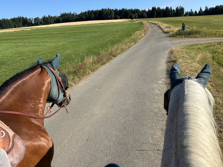 Weitere Warmblüter Mix Wallach 12 Jahre 158 cm Brauner in Theisseil