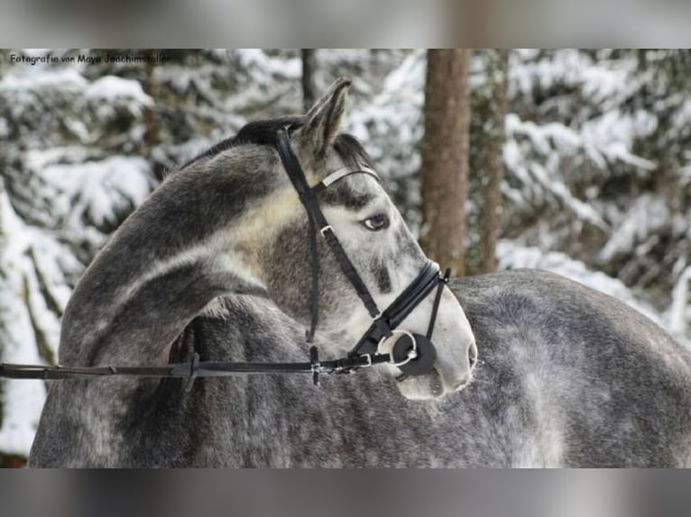 Weitere Warmblüter Wallach 12 Jahre 158 cm Fliegenschimmel in Bodenmais