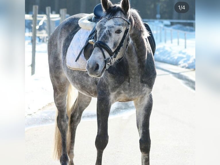 Weitere Warmblüter Wallach 12 Jahre 158 cm Fliegenschimmel in Bodenmais