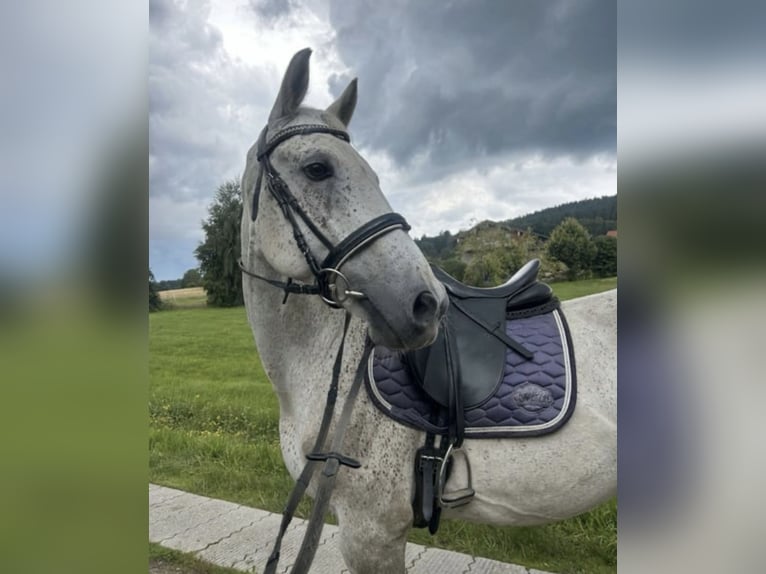 Weitere Warmblüter Wallach 12 Jahre 158 cm Fliegenschimmel in BodenmaisB&#xF6;brach