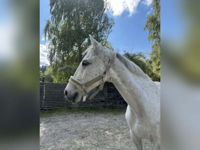 Weitere Warmblüter Wallach 12 Jahre 158 cm Fliegenschimmel in BodenmaisB&#xF6;brach