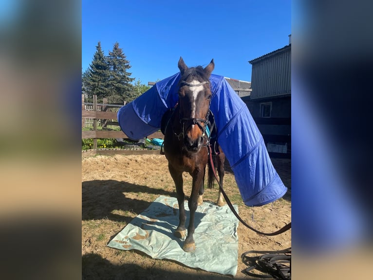 Weitere Warmblüter Mix Wallach 12 Jahre 160 cm Brauner in Dingelst&#xE4;dt