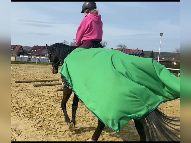 Weitere Warmblüter Mix Wallach 12 Jahre 160 cm Brauner in Dingelst&#xE4;dt