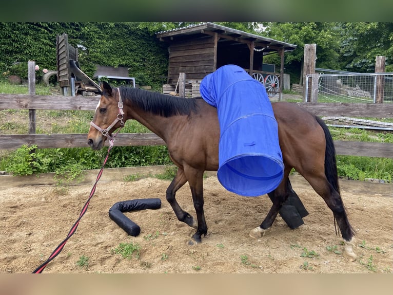 Weitere Warmblüter Mix Wallach 12 Jahre 160 cm Brauner in Dingelst&#xE4;dt