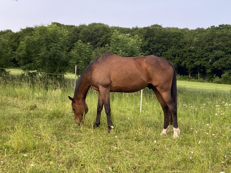 Weitere Warmblüter Mix Wallach 12 Jahre 160 cm Brauner in Dingelst&#xE4;dt