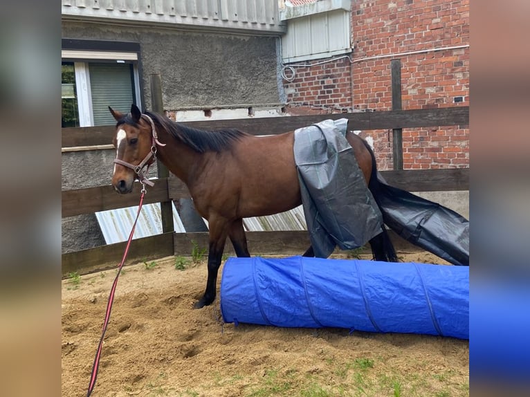 Weitere Warmblüter Mix Wallach 12 Jahre 160 cm Brauner in Dingelst&#xE4;dt