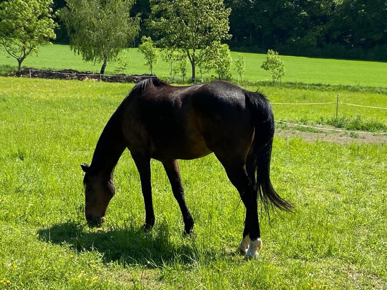 Weitere Warmblüter Mix Wallach 12 Jahre 160 cm Brauner in Dingelst&#xE4;dt