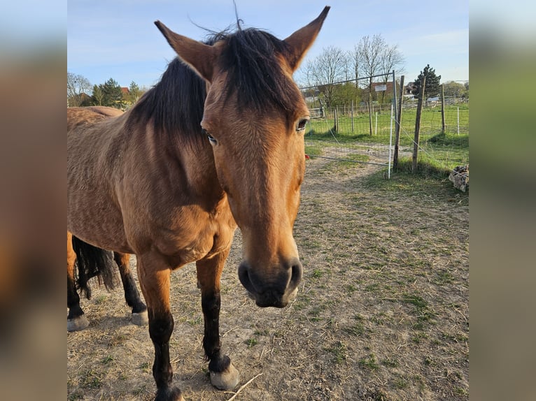 Weitere Warmblüter Wallach 12 Jahre 160 cm Brauner in Framersheim