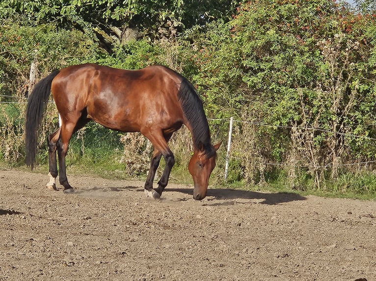 Weitere Warmblüter Wallach 12 Jahre 160 cm Brauner in Framersheim