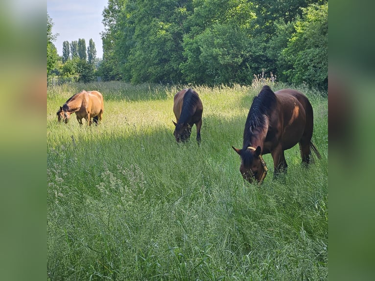 Weitere Warmblüter Wallach 12 Jahre 160 cm Brauner in Framersheim