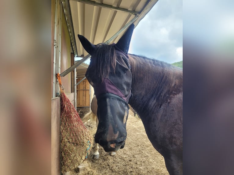 Weitere Warmblüter Wallach 12 Jahre 160 cm Rappe in Haiger