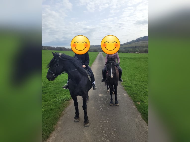 Weitere Warmblüter Wallach 12 Jahre 160 cm Rappe in Haiger