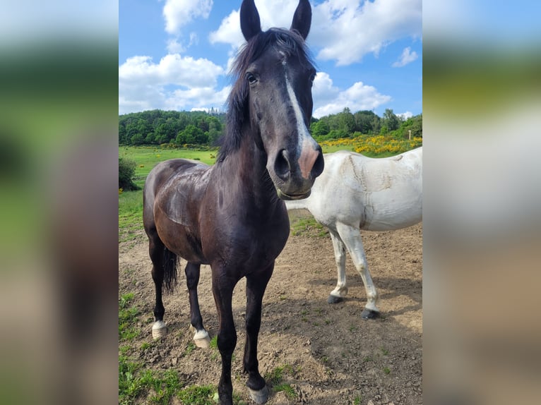Weitere Warmblüter Wallach 12 Jahre 160 cm Rappe in Haiger