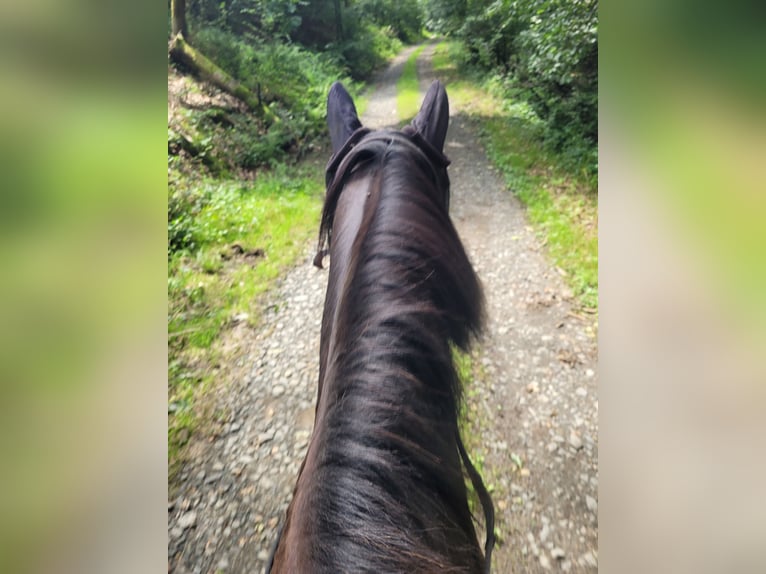 Weitere Warmblüter Wallach 12 Jahre 160 cm Rappe in Haiger