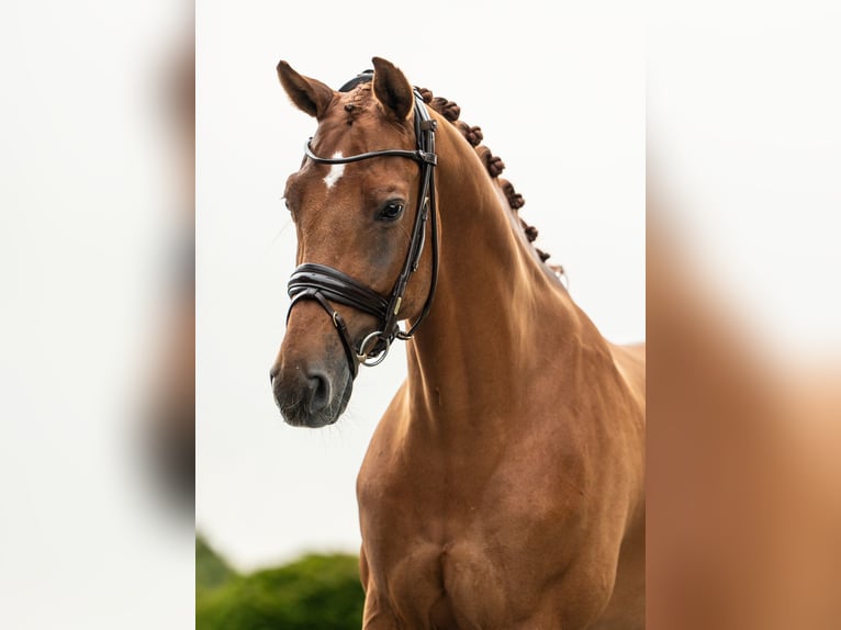 Weitere Warmblüter Wallach 12 Jahre 163 cm Dunkelfuchs in Califon New Jersey