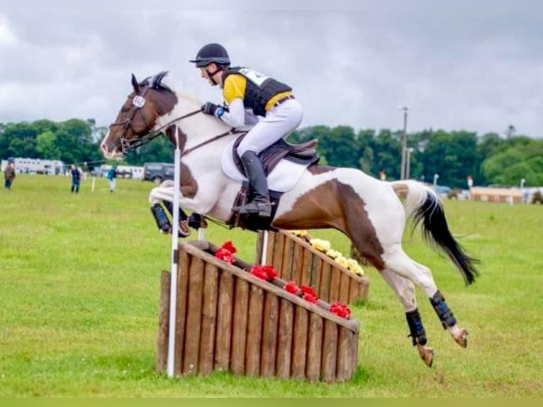 Weitere Warmblüter Wallach 12 Jahre 163 cm Tobiano-alle-Farben in Ballymoney