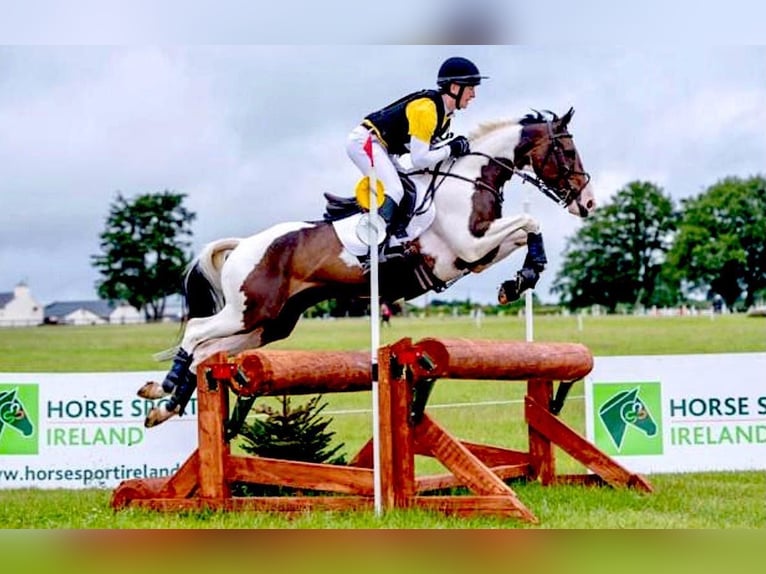 Weitere Warmblüter Wallach 12 Jahre 163 cm Tobiano-alle-Farben in Ballymoney