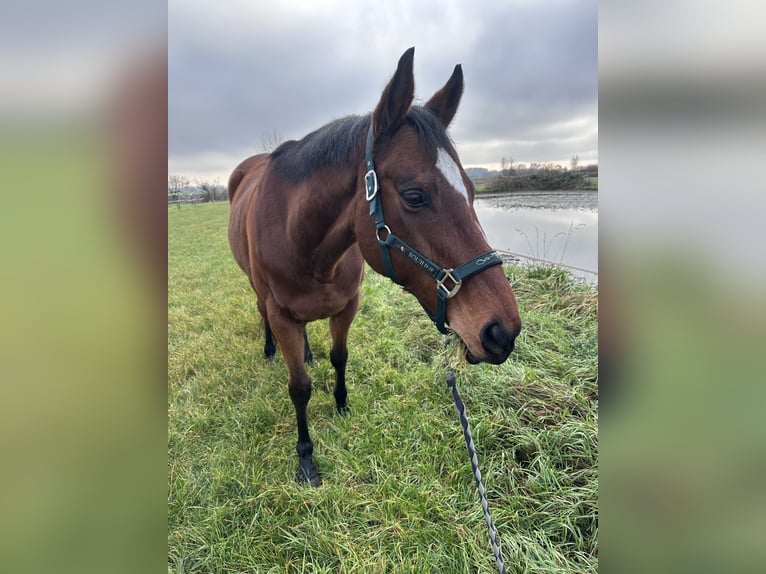 Weitere Warmblüter Wallach 12 Jahre 165 cm Brauner in TreburTrebur