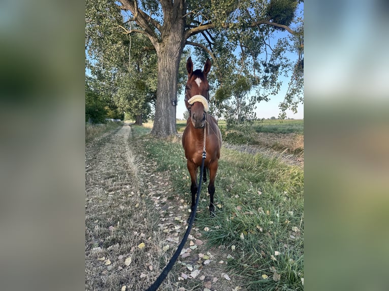 Weitere Warmblüter Wallach 12 Jahre 165 cm Brauner in TreburTrebur