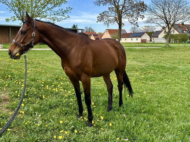 Weitere Warmblüter Wallach 12 Jahre 165 cm Brauner in TreburTrebur