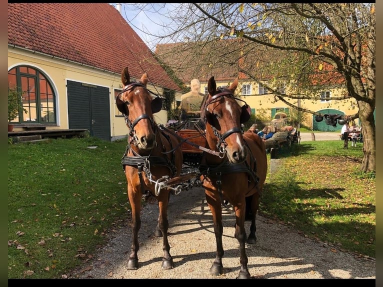 Weitere Warmblüter Wallach 12 Jahre 165 cm Brauner in Weilheim in Oberbayern
