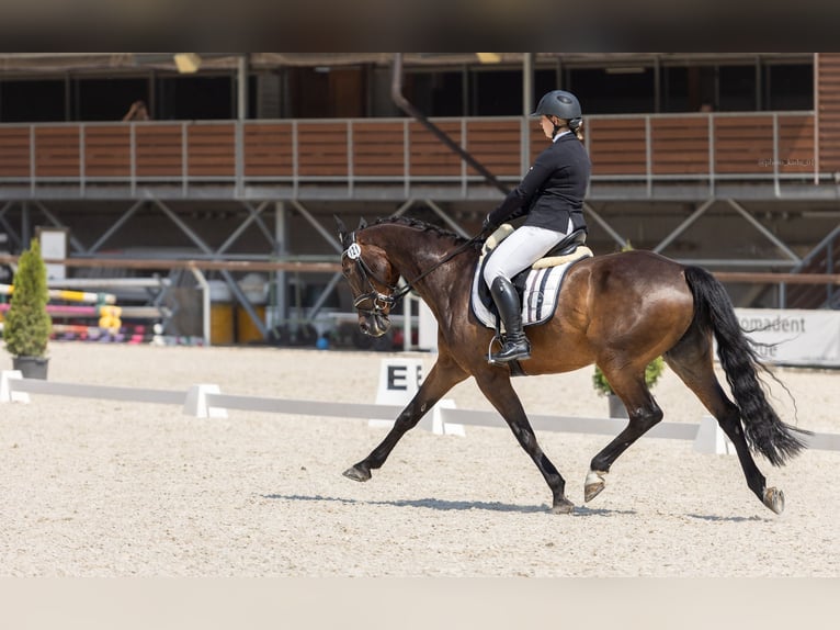 Weitere Warmblüter Wallach 12 Jahre 165 cm Brauner in Krabcice