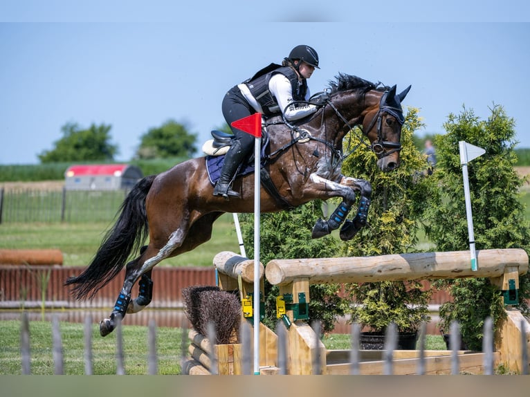 Weitere Warmblüter Wallach 12 Jahre 165 cm Brauner in Krabcice