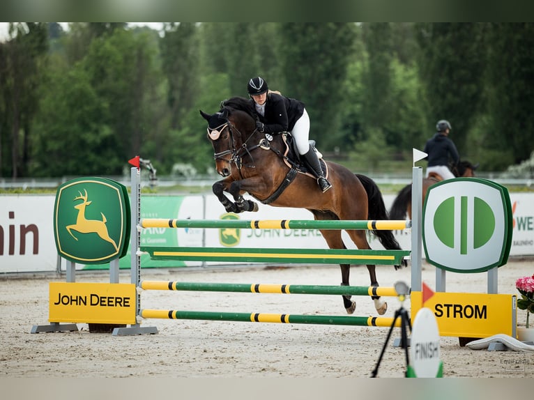 Weitere Warmblüter Wallach 12 Jahre 165 cm Brauner in Krabcice