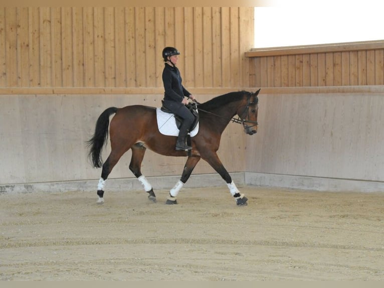 Weitere Warmblüter Wallach 12 Jahre 167 cm Brauner in Wellheim