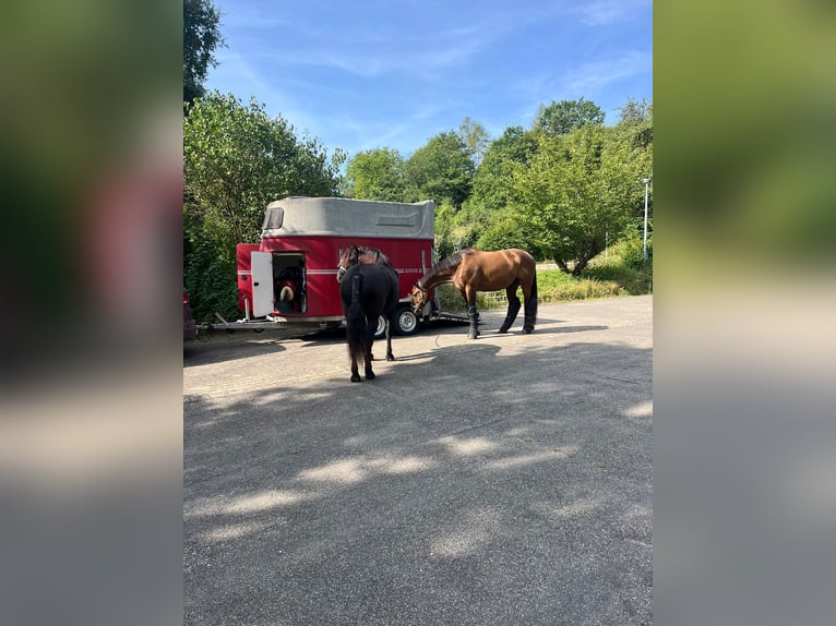 Weitere Warmblüter Wallach 12 Jahre 167 cm Hellbrauner in Kirchberg an der Murr