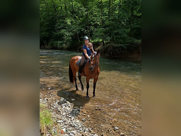 Weitere Warmblüter Wallach 12 Jahre 167 cm Hellbrauner in Kirchberg an der Murr