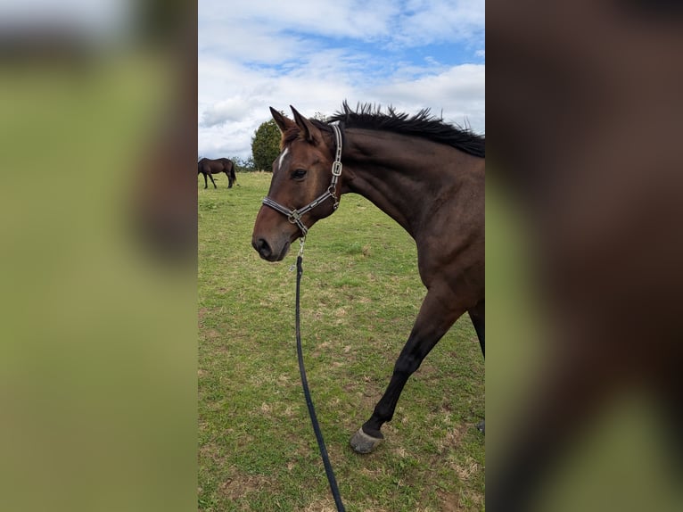 Weitere Warmblüter Wallach 12 Jahre 167 cm Hellbrauner in Kirchberg an der Murr