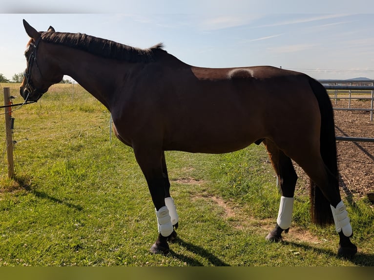 Weitere Warmblüter Wallach 12 Jahre 167 cm Hellbrauner in Kirchberg an der Murr