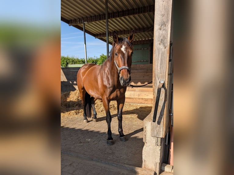 Weitere Warmblüter Wallach 12 Jahre 167 cm Hellbrauner in Kirchberg an der Murr