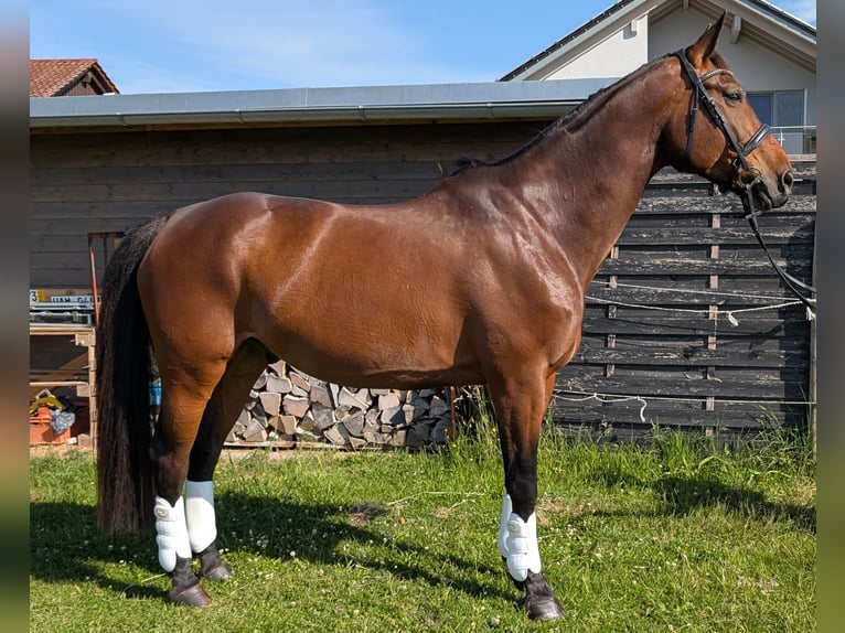 Weitere Warmblüter Wallach 12 Jahre 167 cm Hellbrauner in Kirchberg an der Murr
