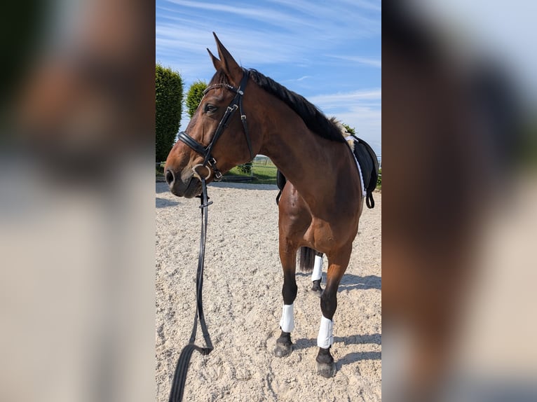 Weitere Warmblüter Wallach 12 Jahre 167 cm Hellbrauner in Kirchberg an der Murr