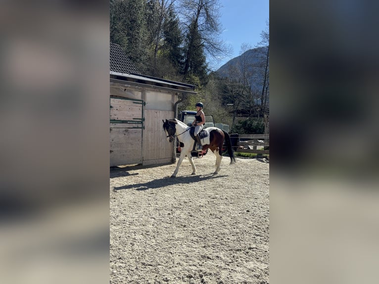 Weitere Warmblüter Mix Wallach 12 Jahre 167 cm Schecke in 9500