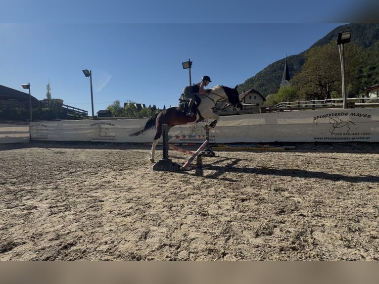 Weitere Warmblüter Mix Wallach 12 Jahre 167 cm Schecke in 9500