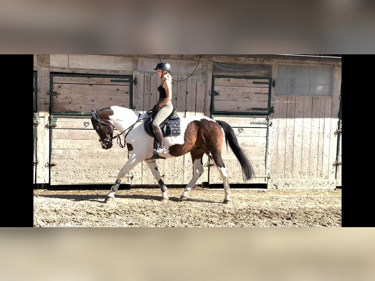 Weitere Warmblüter Mix Wallach 12 Jahre 167 cm Schecke in 9500