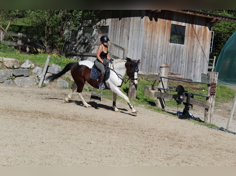 Weitere Warmblüter Mix Wallach 12 Jahre 167 cm Schecke in 9500