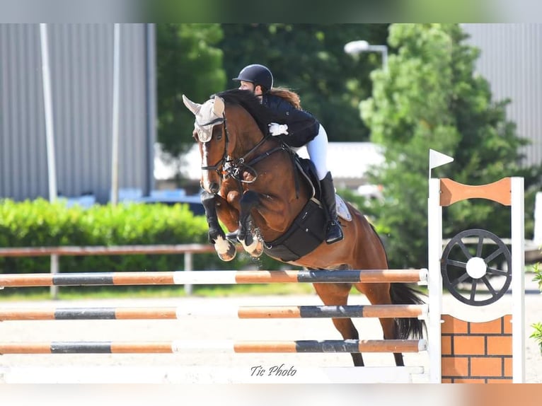 Weitere Warmblüter Wallach 12 Jahre 168 cm Brauner in Schattendorf