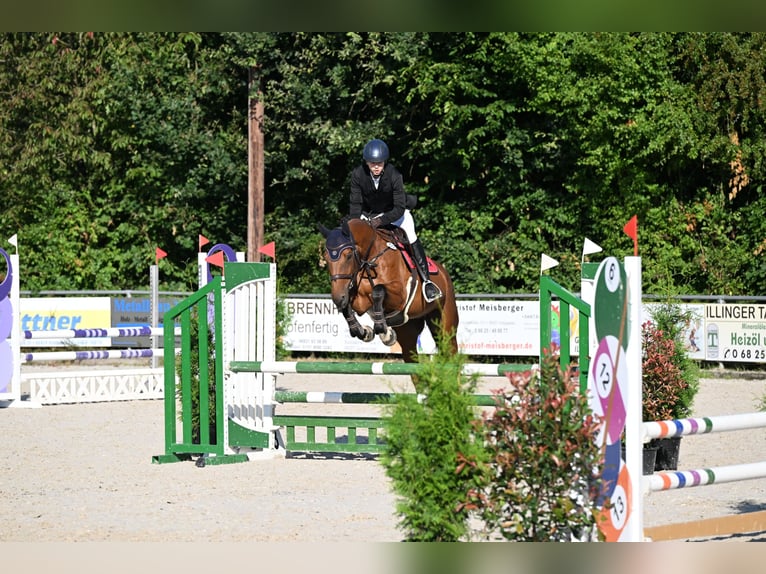 Weitere Warmblüter Wallach 12 Jahre 168 cm Brauner in Illingen