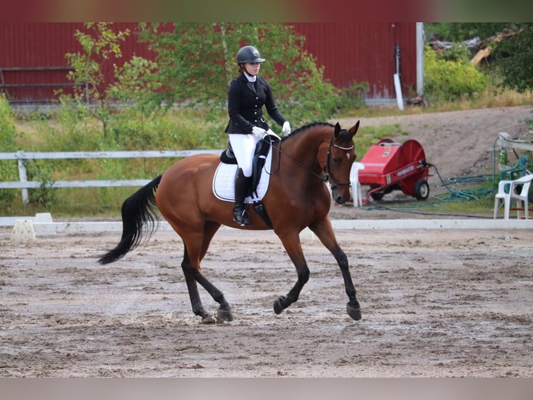 Weitere Warmblüter Wallach 12 Jahre 170 cm Brauner in Ypäjä