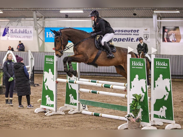 Weitere Warmblüter Wallach 12 Jahre 170 cm Brauner in Ypäjä