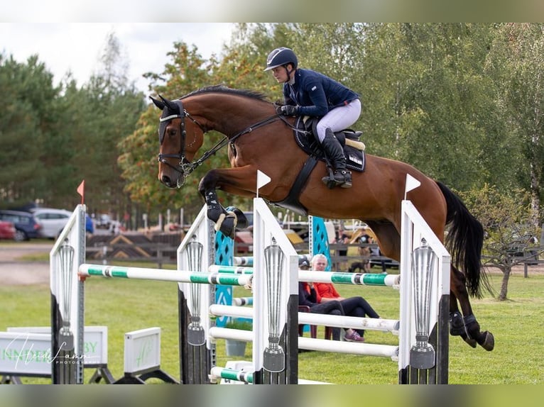 Weitere Warmblüter Wallach 12 Jahre 170 cm Brauner in Ypäjä