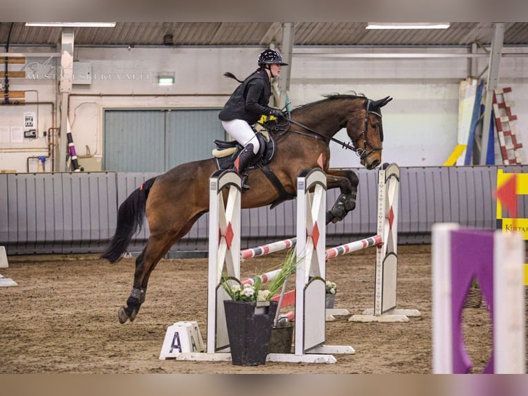 Weitere Warmblüter Wallach 12 Jahre 170 cm Brauner in Ypäjä