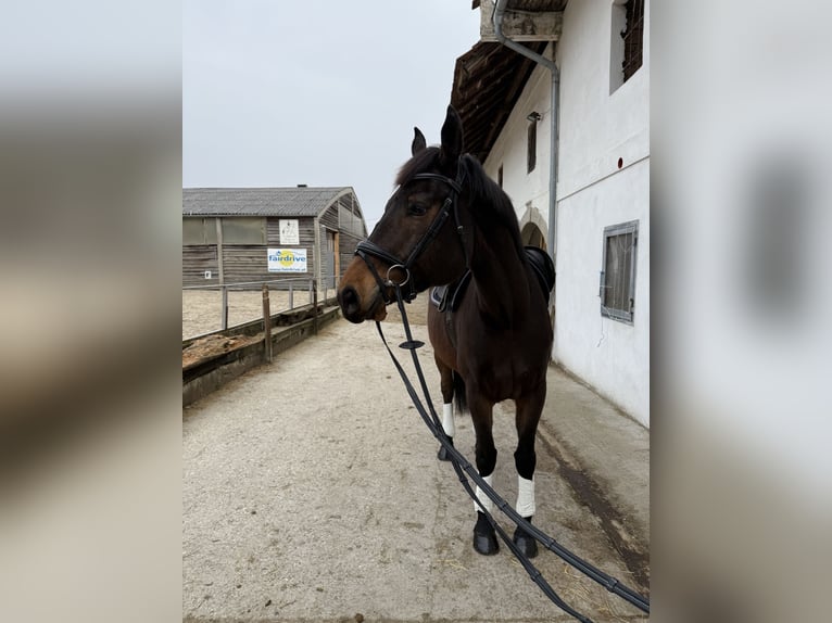 Weitere Warmblüter Wallach 12 Jahre 178 cm in Pasching