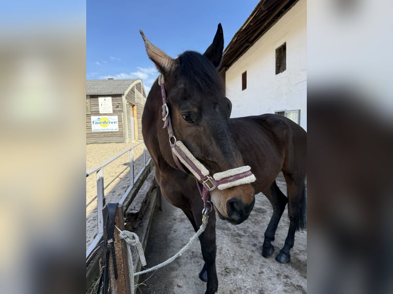 Weitere Warmblüter Wallach 12 Jahre 178 cm in Pasching